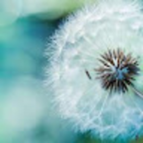 lovesdandelions